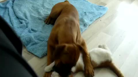 A dog and a cat playing with each other.