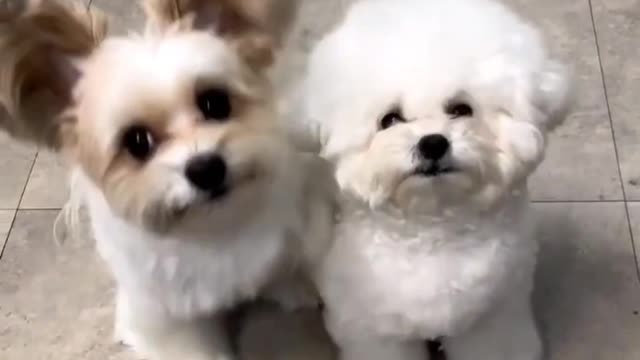 wow so cute a dog babys connect