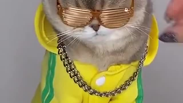 Cute cat