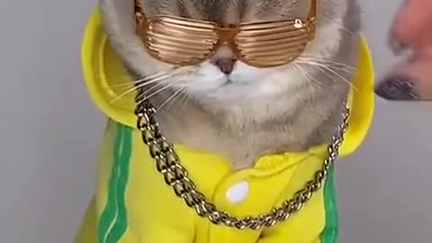 Cute cat