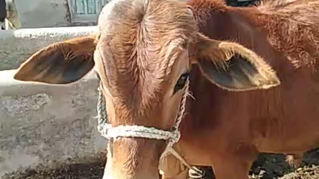 Dairy farm