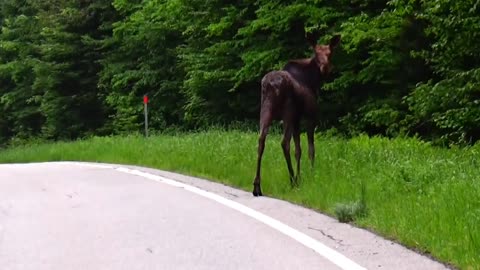 Roadside Moose