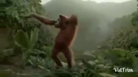 Dance Monkey