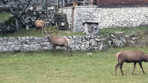 Locking Horns at Lunchtime