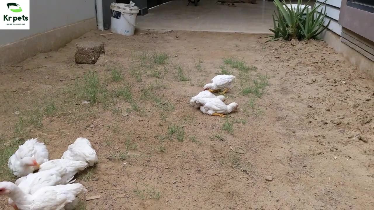 Ko Shamo Enjoying and Chicks Take Sand Bath