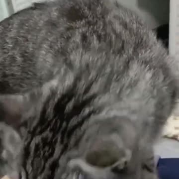 Funny and Cute Pomeranian Cute Mini Funniest Animals