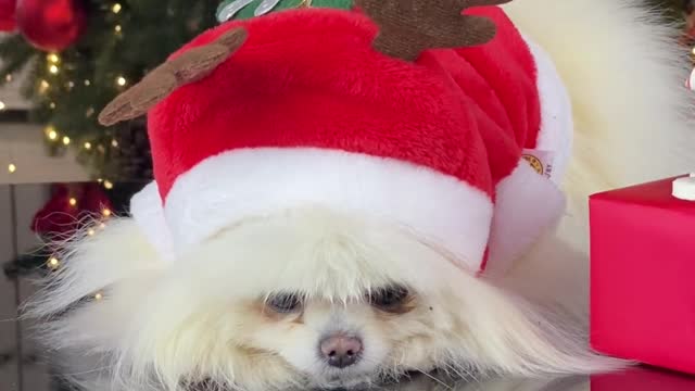 My puppy is ready for Christmas, Merry Christmas