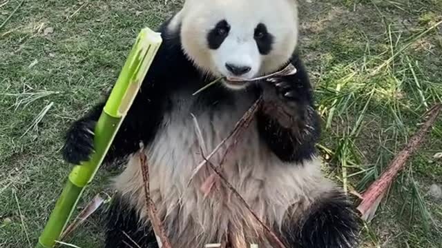 Big eared panda