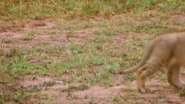 Practising my roar! | Little Big Cat | BBC