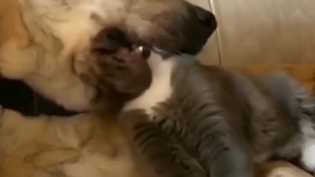 A dog trying to eat a cute cat's head