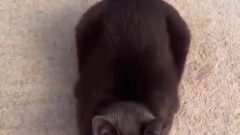 Can You Rate This Loaf Kitty