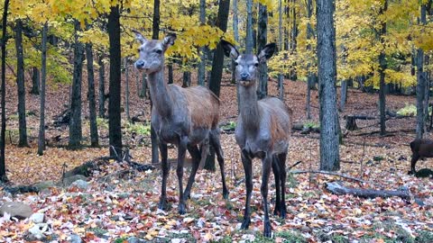 A pair of deer in the woods