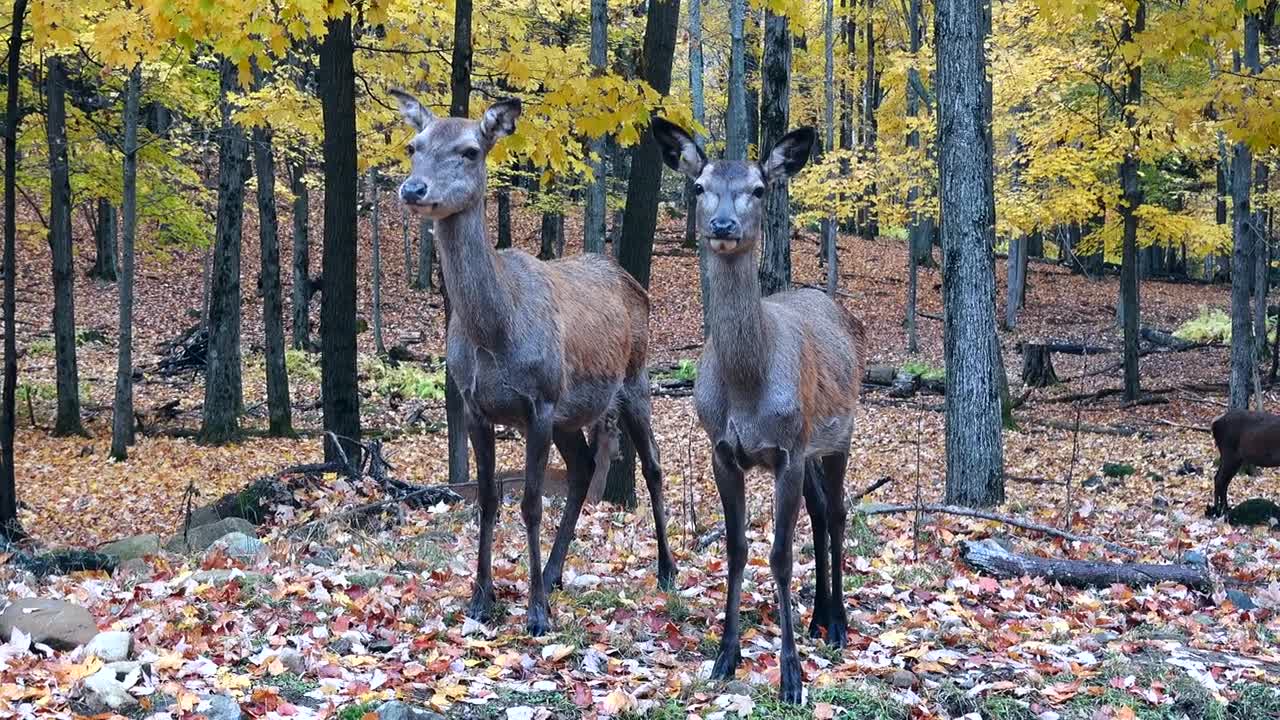 A pair of deer in the woods