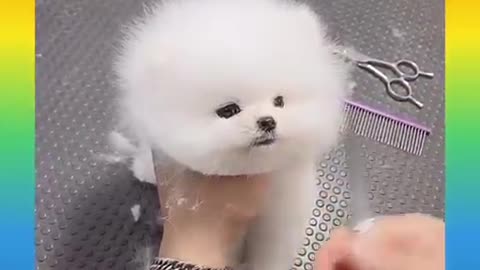 😍15_Cute_and_Funny_Dog_Videos_Compilation_😍
