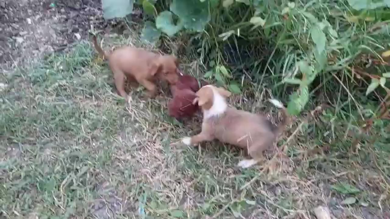 🐾😍 "Joyful Puppies Galore: Witness the Happiness and Cuteness Overload!" 🌟