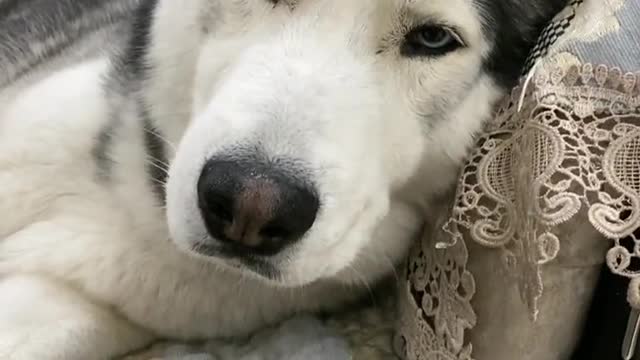 The only person on the Internet who makes Husky depressed
