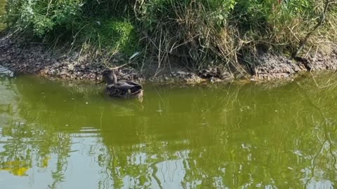 Two Beautiful Ducks In Great Britain.