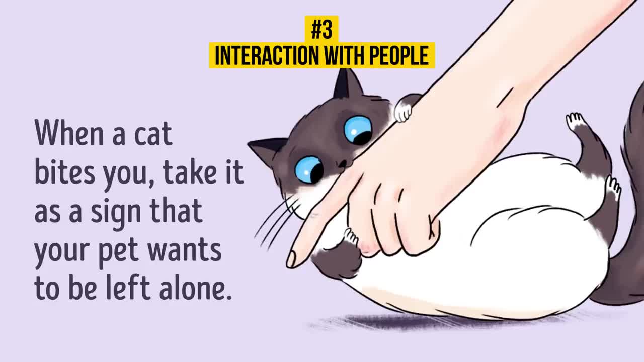 HOW TO UNDERSTAND YOUR CAT BETTER