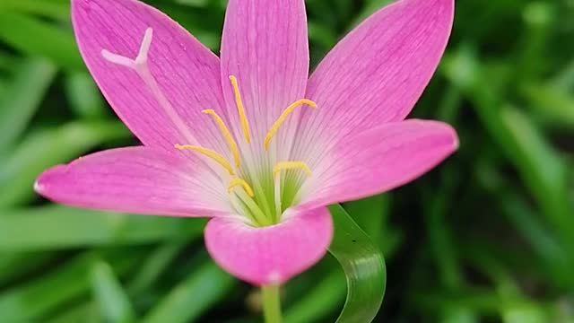 Pink rain lily flower