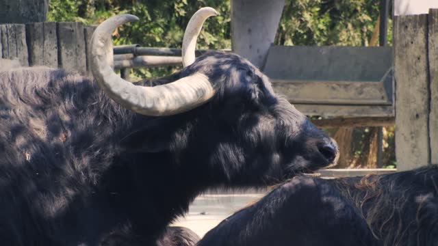 Hungry Buffalo Eats Breakfast Around Flying Flies