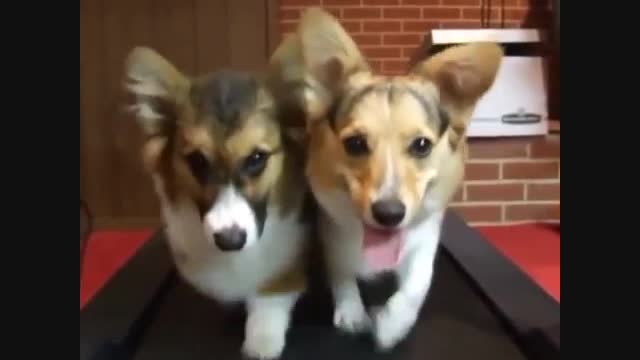 New Funny and Cute Dogs Videos Instagram Compilation 2021