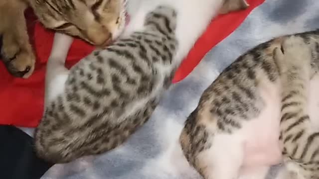 Kittens sleep together with a hug😍