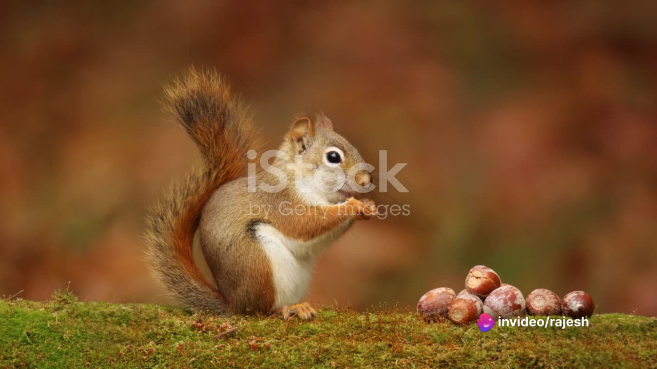 Patience Pays Off Better Than Acorns!