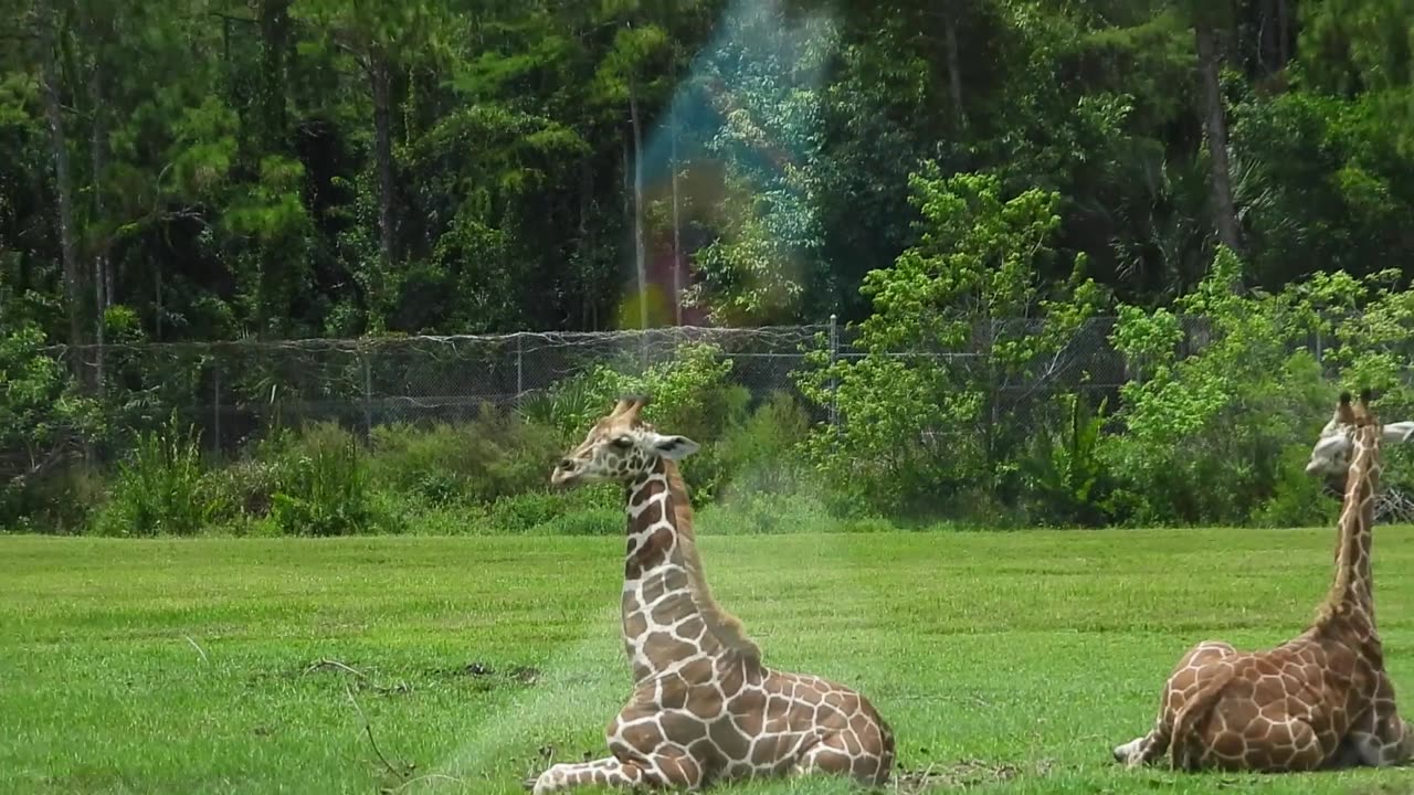 A drive trough the Lion Country Safari at West Palm Beach in Florida.