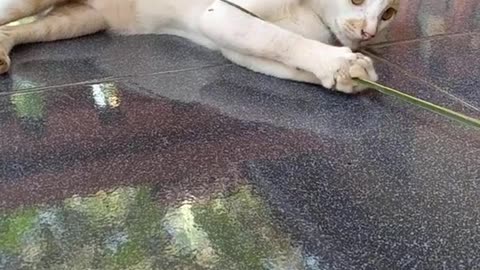 Cat loves his stick