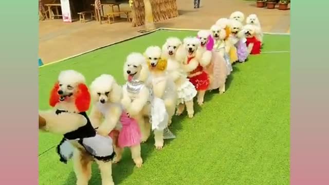 Cute and Funny Dog Videos Compilation,🐕🐕