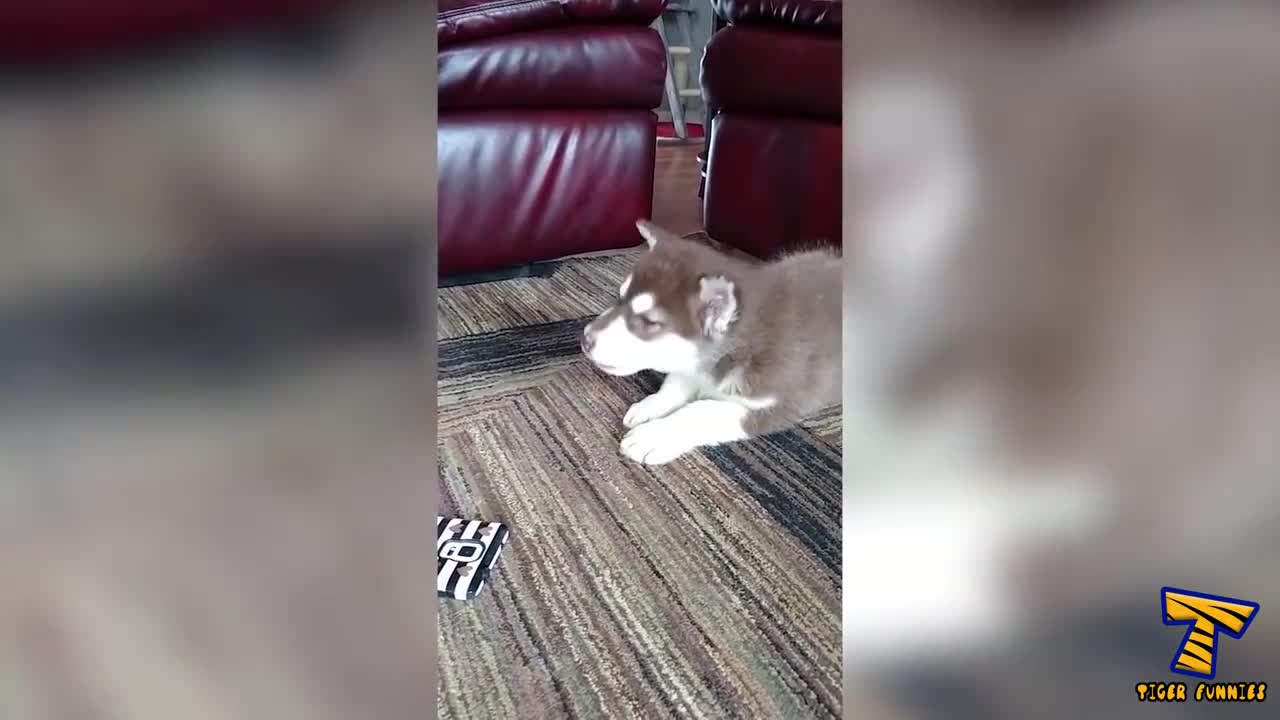 Worlds Funniest Husky Compilation