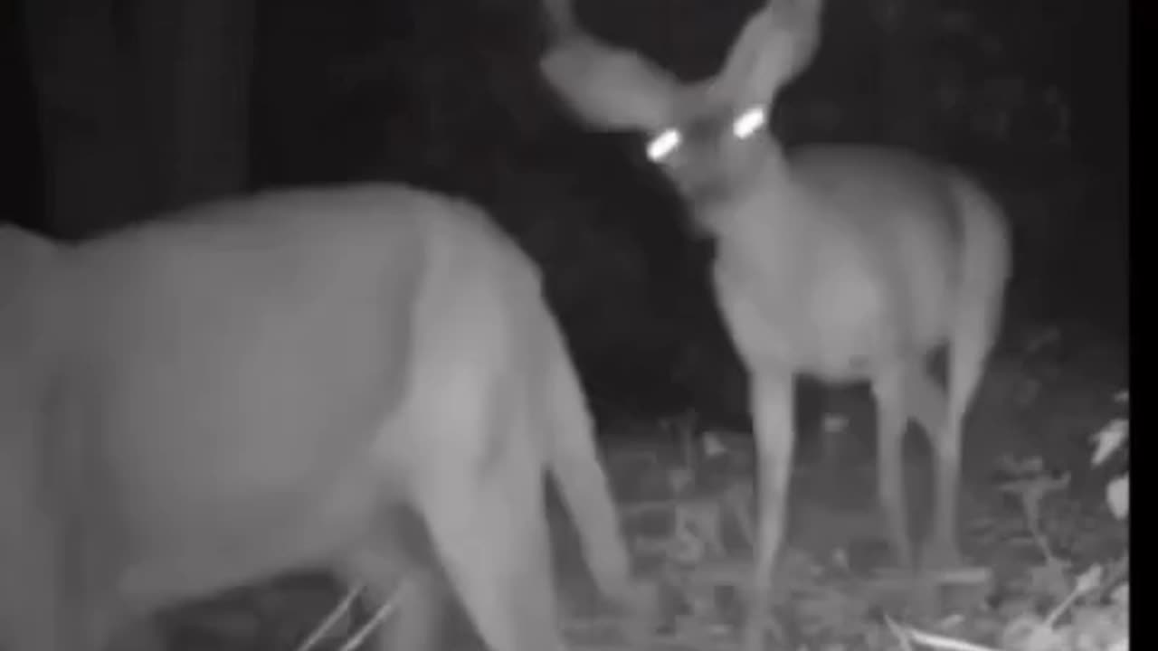 Funny animals🐶🐵