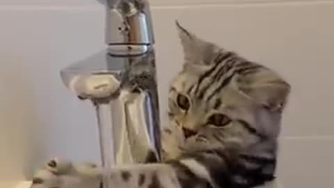 Cat funny video for U