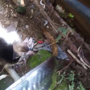 Two cats stronger one got the food