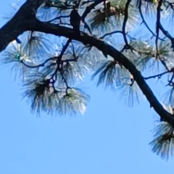 Bird watching Part 2