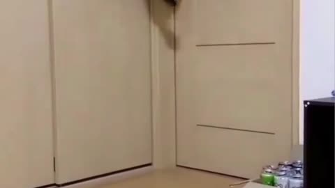 Funniest kitten