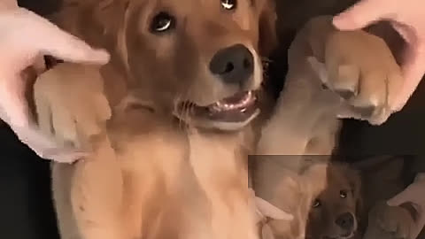 What a cute dog
