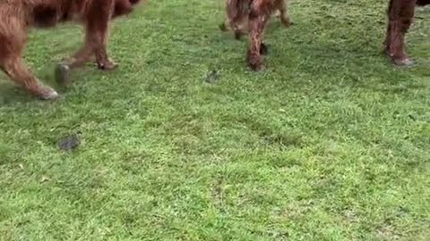 The cow