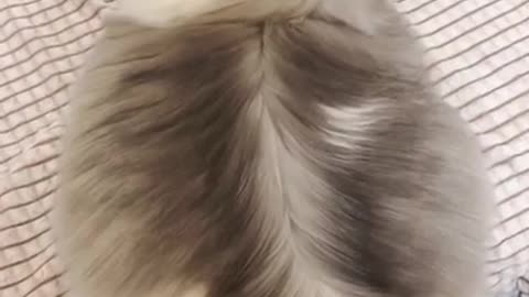 Animal Cutie Video #Short