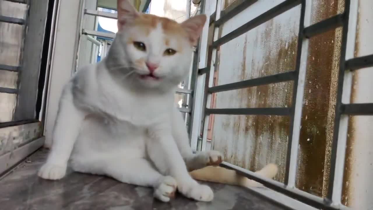 Pussy cat talks to people