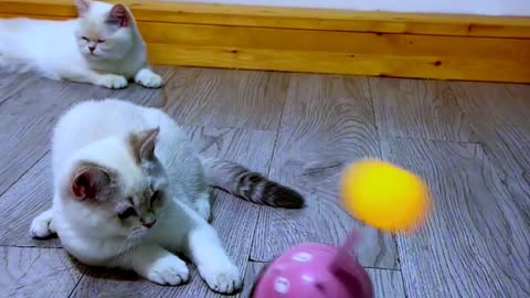 Cat video