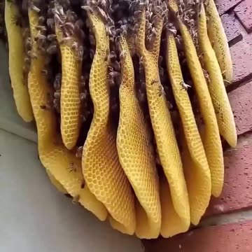 Before & After Animals Growing Up. Amazing Animal Transformation 💥 #short #tiktok #animals #bee