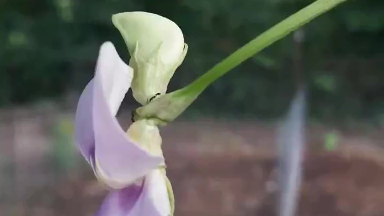 Ants Pollinate Asparagus Bean Flowers