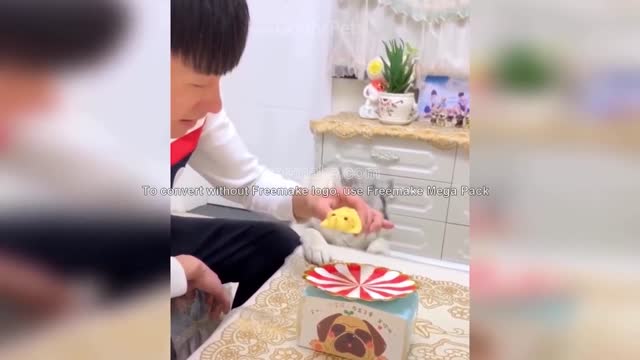 Cat Reaction to Cutting Cake