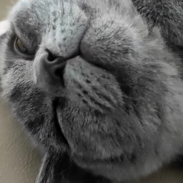 Cat is snoring very loudly 🙀🙀🙀