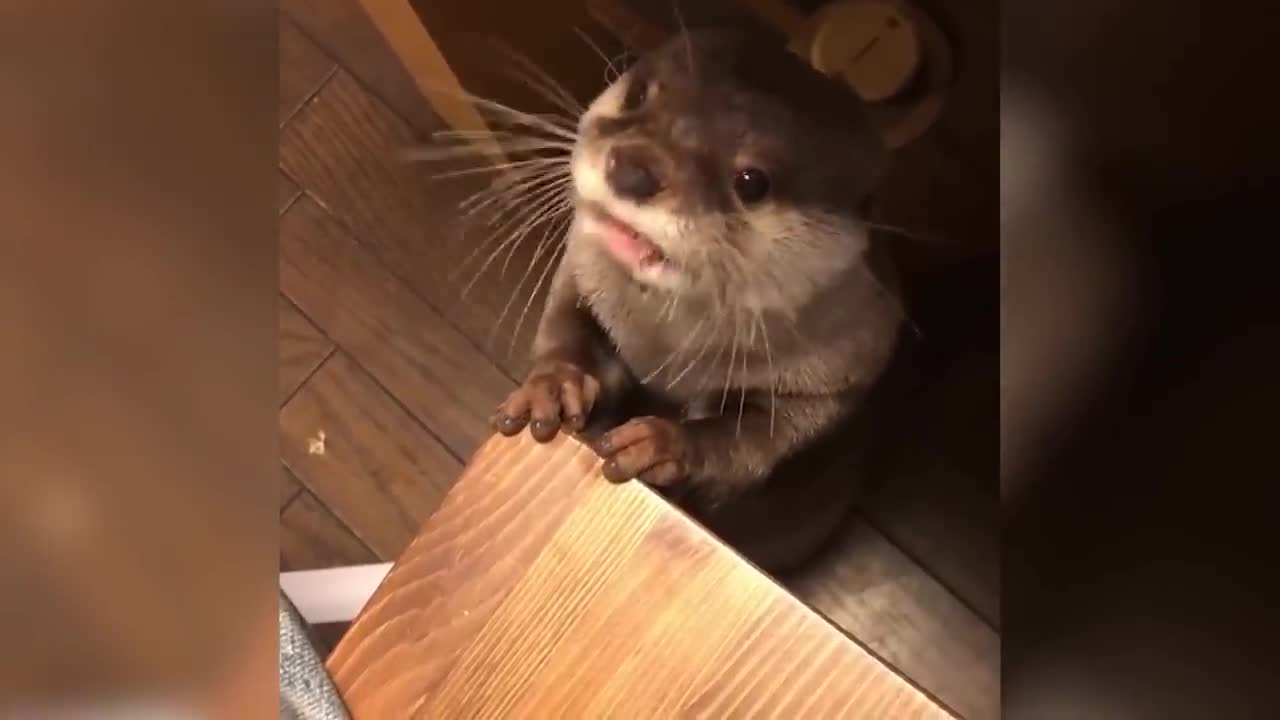 Otter Makes Adorable Noises When Asking for Dinner