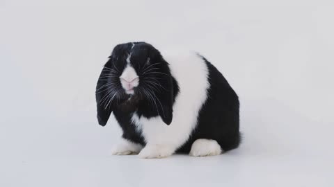 Studio Portrait Of Miniature Black And White Flop Eared Rabbit Feeding On White Background