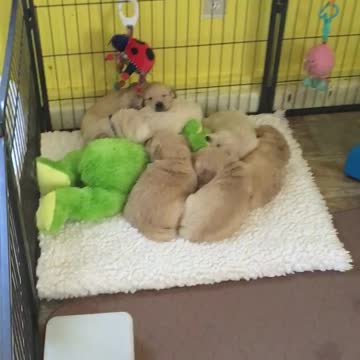 Bearded dragon wants to play with Golden Retriever puppies