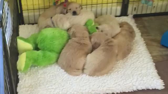 Bearded dragon wants to play with Golden Retriever puppies