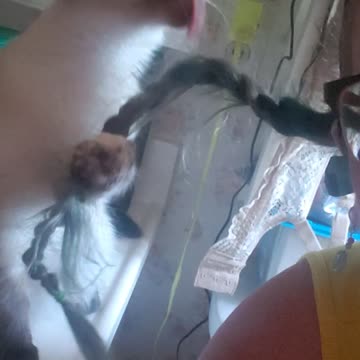 Tofu thinks I'm a cat